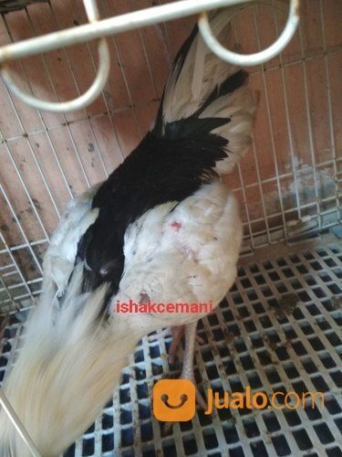 Ayam Tulak Jantan Dewasa Unik Dan Sangat Langka Jarang Ada