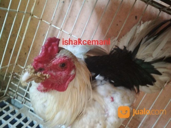 Ayam Tulak Jantan Dewasa Unik Dan Sangat Langka Jarang Ada