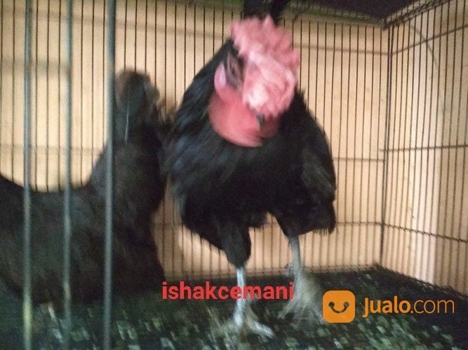Sepasang Ayam Kate Hitam Dewasa Langka Siap Nikah Dan Penuh Rasa Bangga