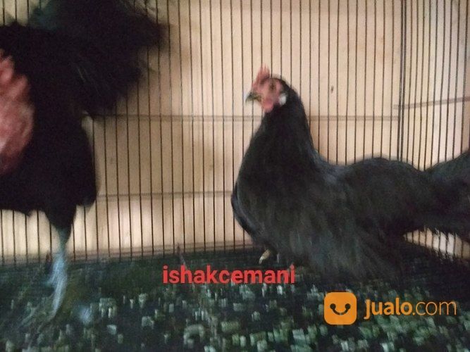 Sepasang Ayam Kate Hitam Dewasa Langka Siap Nikah Dan Penuh Rasa Bangga