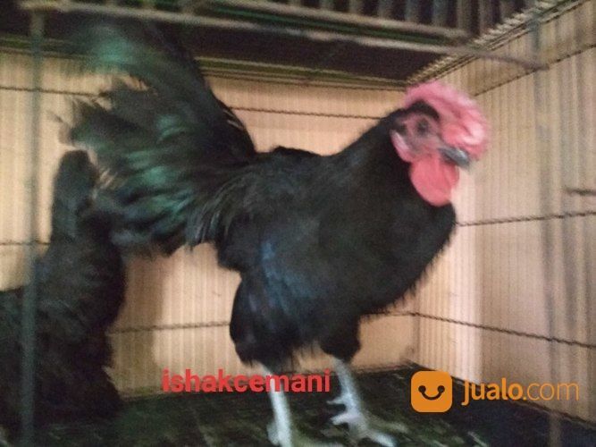 Sepasang Ayam Kate Hitam Dewasa Langka Siap Nikah Dan Penuh Rasa Bangga