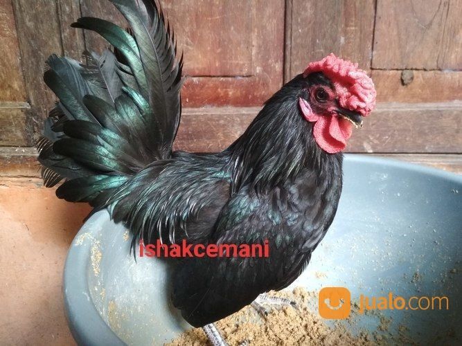 Sepasang Ayam Kate Hitam Dewasa Langka Siap Nikah Dan Penuh Rasa Bangga
