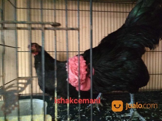 Sepasang Ayam Kate Hitam Dewasa Langka Siap Nikah Dan Penuh Rasa Bangga