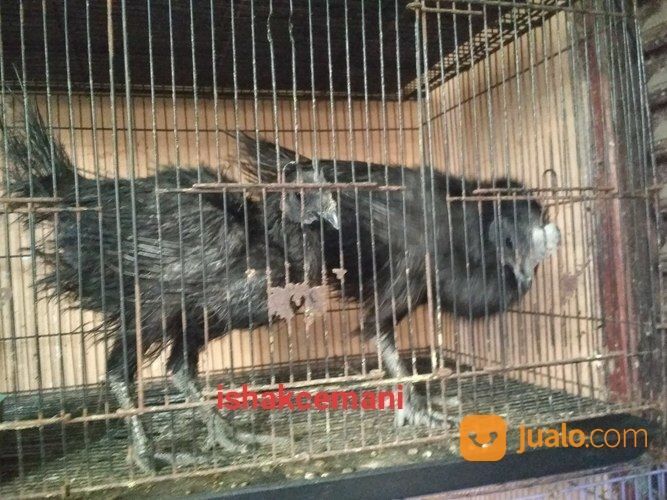 Ayam Cemani Rajeki Sodomoro/Bulu Landak/ Lidi/ Cemara Dewasa Satu Jantan Dua Betina