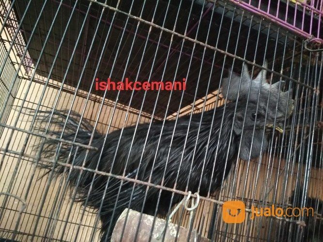 Ayam Cemani Rajeki Sodomoro/Bulu Landak/ Lidi/ Cemara Dewasa Satu Jantan Dua Betina