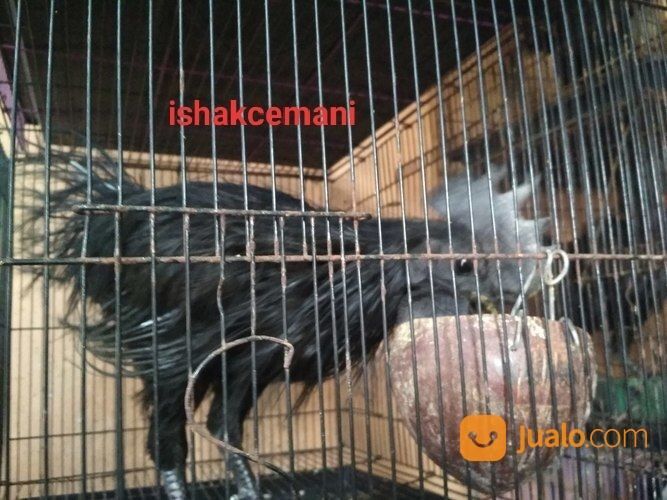 Ayam Cemani Rajeki Sodomoro/Bulu Landak/ Lidi/ Cemara Dewasa Satu Jantan Dua Betina