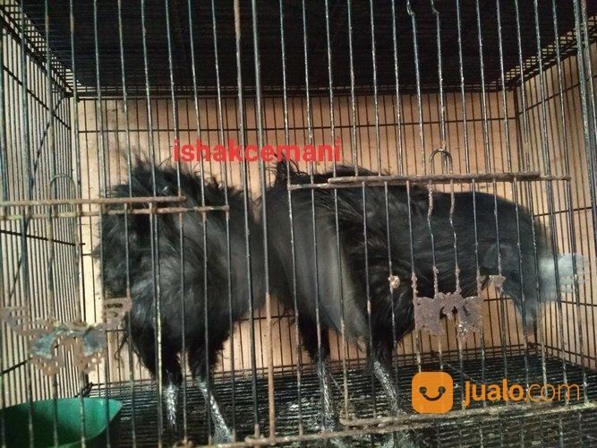 Ayam Cemani Rajeki Sodomoro/Bulu Landak/ Lidi/ Cemara Dewasa Satu Jantan Dua Betina