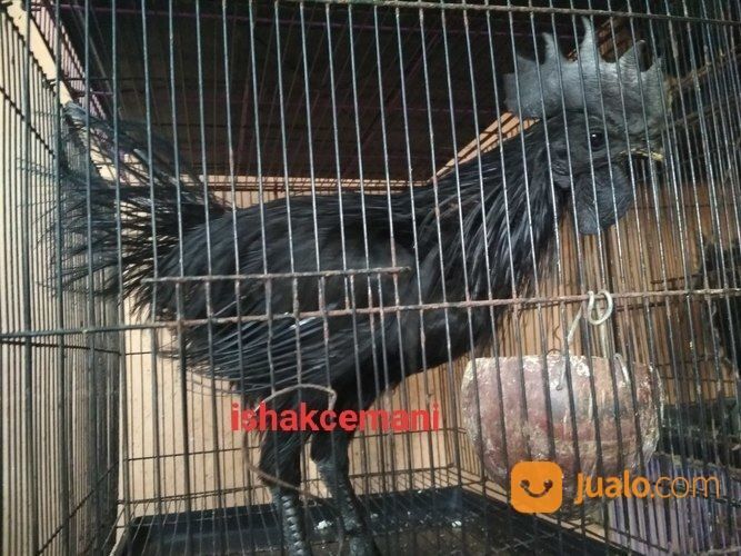 Ayam Cemani Rajeki Sodomoro/Bulu Landak/ Lidi/ Cemara Dewasa Satu Jantan Dua Betina