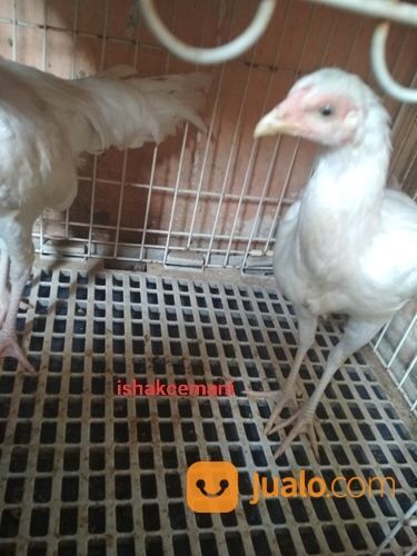Sepasang Ayam Putih Mulus, Mata Putih, Paruh Putih, Kaki Putih Remaja Langka