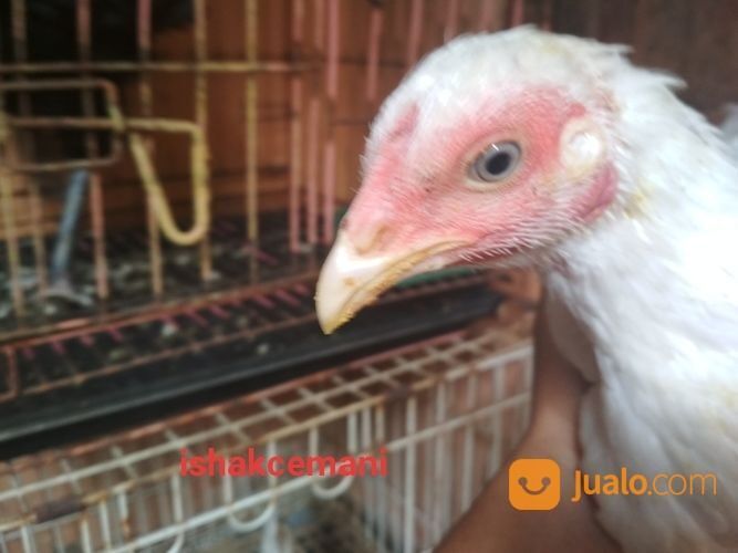 Sepasang Ayam Putih Mulus, Mata Putih, Paruh Putih, Kaki Putih Remaja Langka