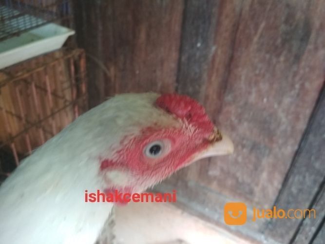 Sepasang Ayam Putih Mulus, Mata Putih, Paruh Putih, Kaki Putih Remaja Langka