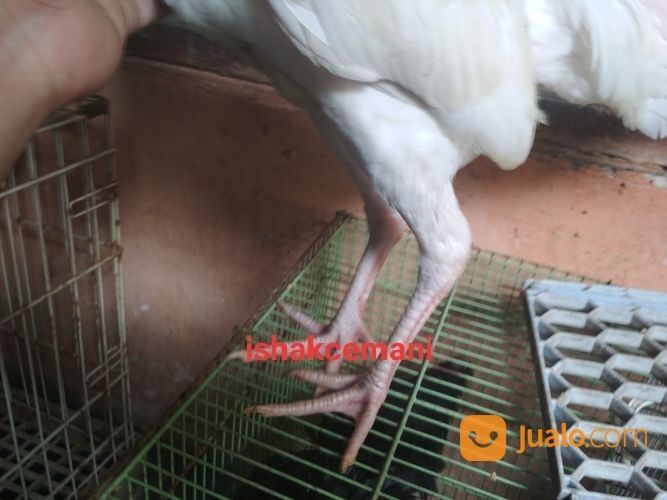 Sepasang Ayam Putih Mulus, Mata Putih, Paruh Putih, Kaki Putih Remaja Langka