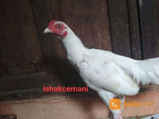 Sepasang Ayam Putih Mulus, Mata Putih, Paruh Putih, Kaki Putih Remaja Langka