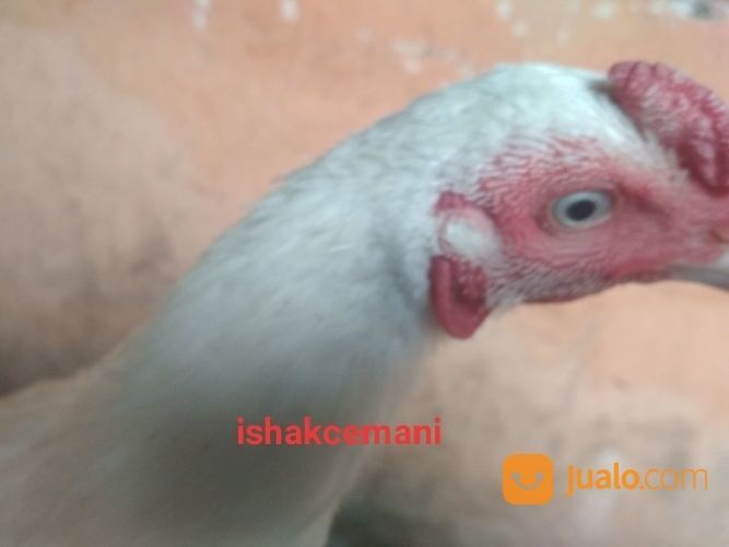 Ayam Putih Mulus Mata Putih, Paruh Putih, Kaki Putih Jantan Dewasa Siap Crottt