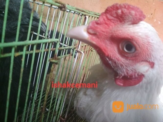 Ayam Putih Mulus Mata Putih, Paruh Putih, Kaki Putih Jantan Dewasa Siap Crottt