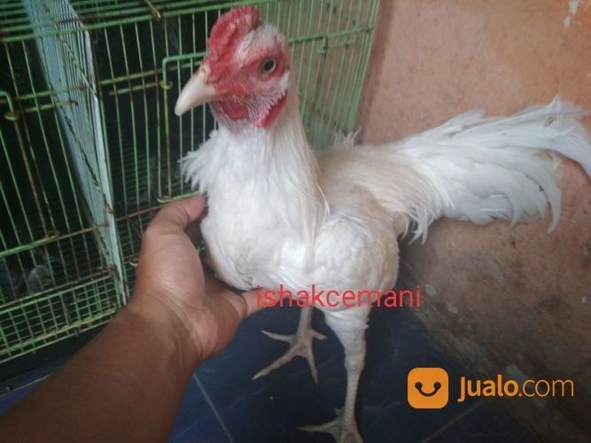 Ayam Putih Mulus Mata Putih, Paruh Putih, Kaki Putih Jantan Dewasa Siap Crottt