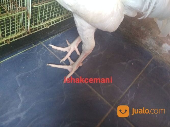 Ayam Putih Mulus Mata Putih, Paruh Putih, Kaki Putih Jantan Dewasa Siap Crottt