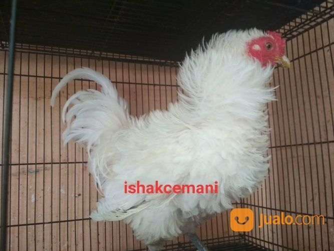 Ayam Walik Putih Wareng Jantan Slap Hitam Unik Langka Super Sangat Jarang Ada