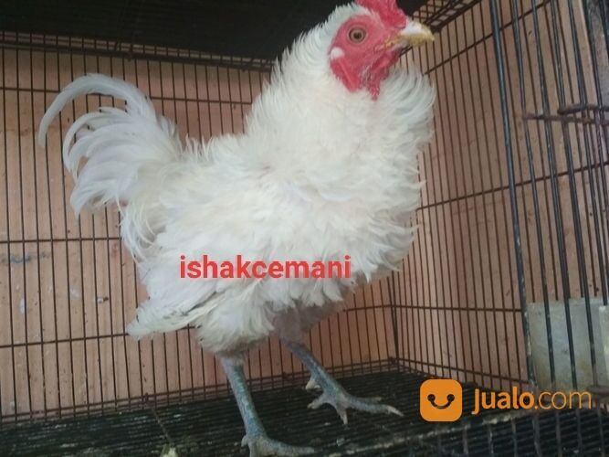 Ayam Walik Putih Wareng Jantan Slap Hitam Unik Langka Super Sangat Jarang Ada