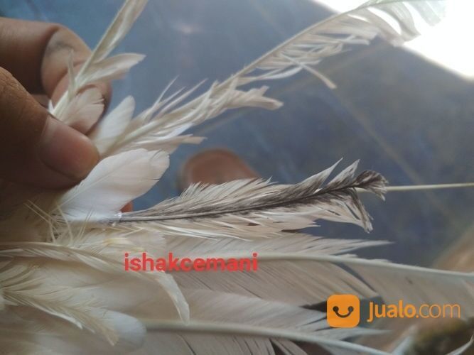 Ayam Walik Putih Wareng Jantan Slap Hitam Unik Langka Super Sangat Jarang Ada