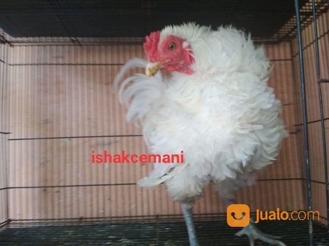 Ayam Walik Putih Wareng Jantan Slap Hitam Unik Langka Super Sangat Jarang Ada