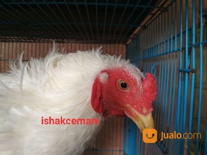 Ayam Tukung Putih Jantan Dewasa Mata Kuning Paruh Kuning Kaki Kuning Langka Super