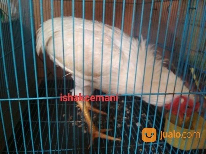Ayam Tukung Putih Jantan Dewasa Mata Kuning Paruh Kuning Kaki Kuning Langka Super