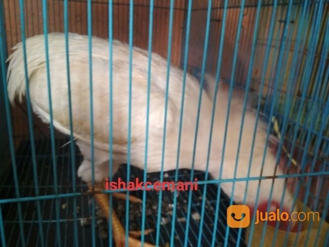 Ayam Tukung Putih Jantan Dewasa Mata Kuning Paruh Kuning Kaki Kuning Langka Super