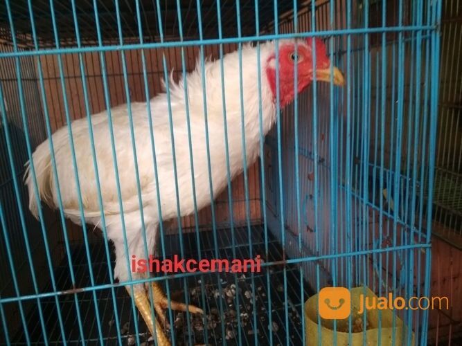 Ayam Tukung Putih Jantan Dewasa Mata Kuning Paruh Kuning Kaki Kuning Langka Super