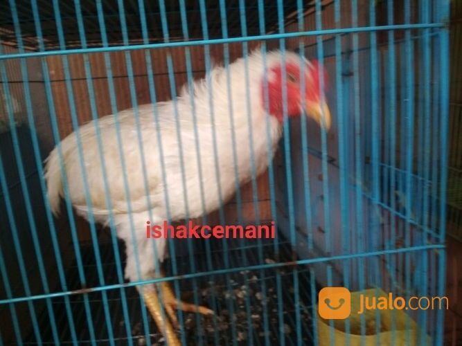 Ayam Tukung Putih Jantan Dewasa Mata Kuning Paruh Kuning Kaki Kuning Langka Super
