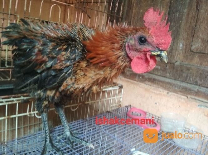 Ayam Walik Wiring Kuning Jantan Remaja Mata Hitam Paruh Hitam Kaki Hitam Berkuku Selap Putih