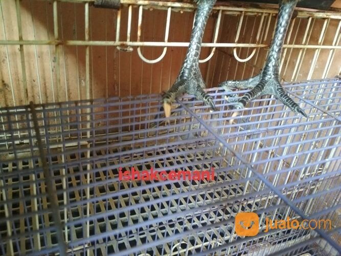 Ayam Walik Wiring Kuning Jantan Remaja Mata Hitam Paruh Hitam Kaki Hitam Berkuku Selap Putih