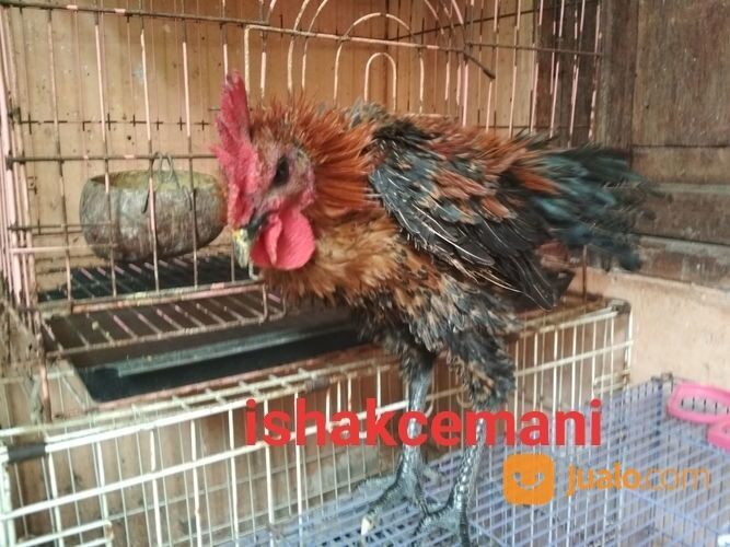 Ayam Walik Wiring Kuning Jantan Remaja Mata Hitam Paruh Hitam Kaki Hitam Berkuku Selap Putih