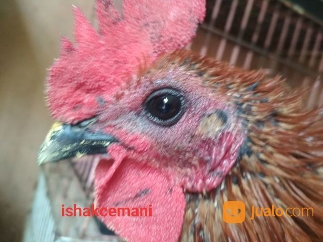 Ayam Walik Wiring Kuning Jantan Remaja Mata Hitam Paruh Hitam Kaki Hitam Berkuku Selap Putih