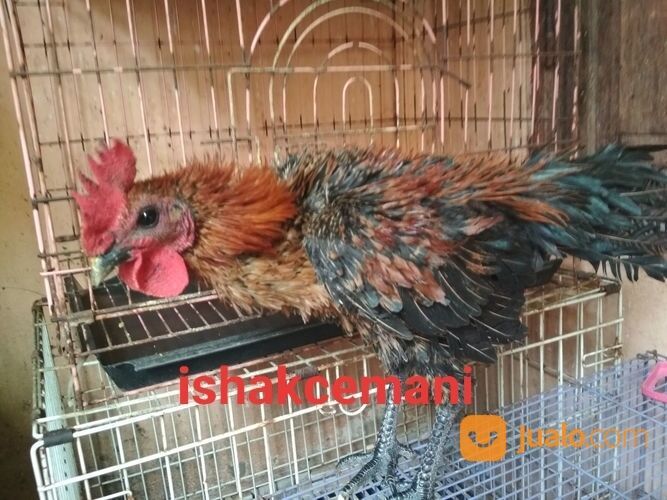 Ayam Walik Wiring Kuning Jantan Remaja Mata Hitam Paruh Hitam Kaki Hitam Berkuku Selap Putih