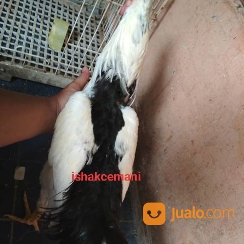 Ayam Tulak Jantan Dewasa Mantap Istimewa Tiada Tara