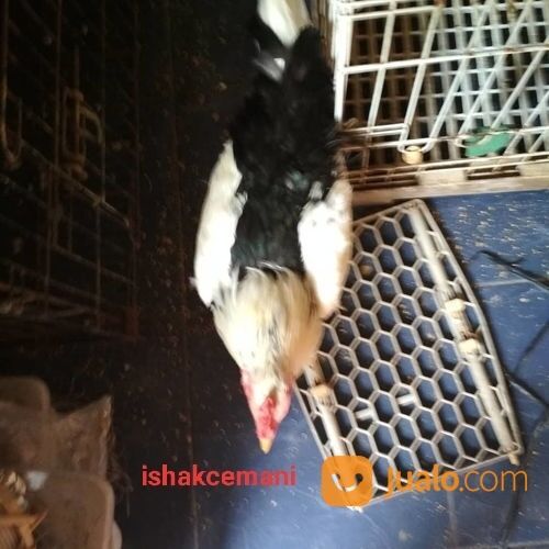 Ayam Tulak Jantan Dewasa Mantap Istimewa Tiada Tara
