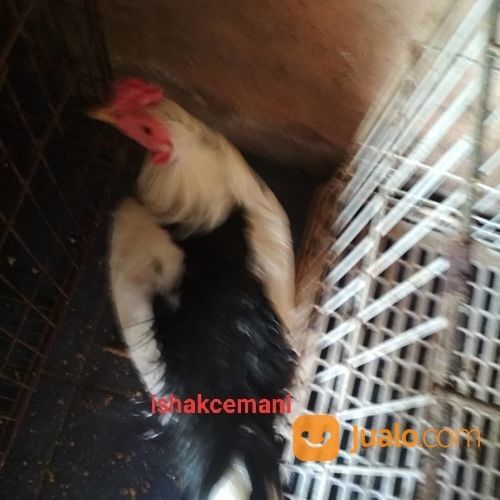Ayam Tulak Jantan Dewasa Mantap Istimewa Tiada Tara
