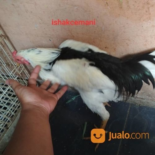 Ayam Tulak Jantan Dewasa Mantap Istimewa Tiada Tara