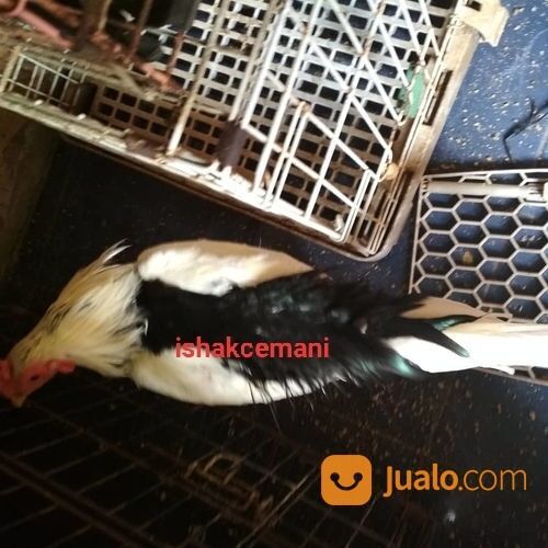 Ayam Tulak Jantan Dewasa Mantap Istimewa Tiada Tara