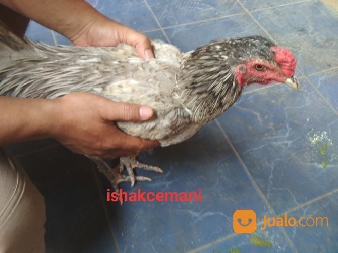 Ayam Kelabu Jantan Dewasa Unik Dan Sangat Langka
