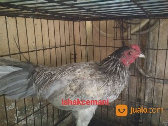 Ayam Kelabu Jantan Dewasa Unik Dan Sangat Langka