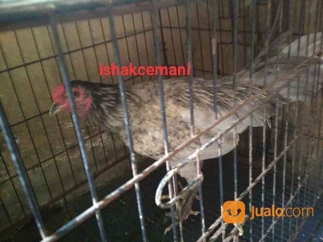 Ayam Kelabu Jantan Dewasa Unik Dan Sangat Langka