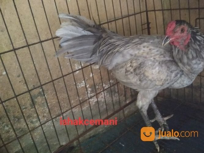 Ayam Kelabu Jantan Dewasa Unik Dan Sangat Langka