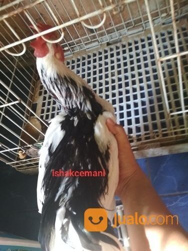 Ayam Tulak Jantan Mantap Istimewa Limited Edition