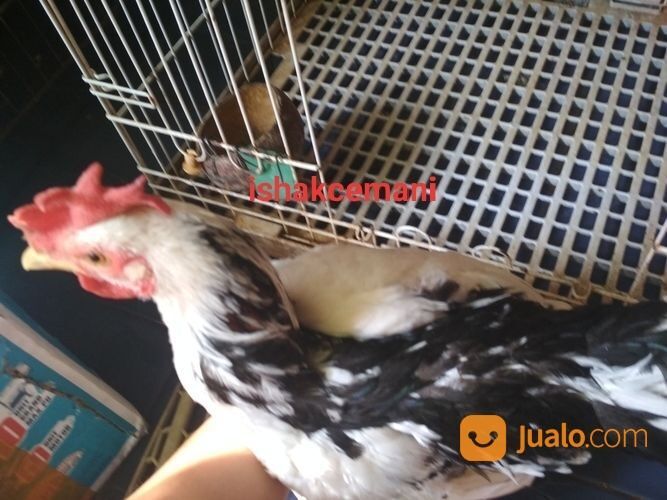 Ayam Tulak Jantan Mantap Istimewa Limited Edition