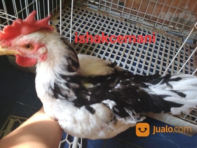 Ayam Tulak Jantan Mantap Istimewa Limited Edition
