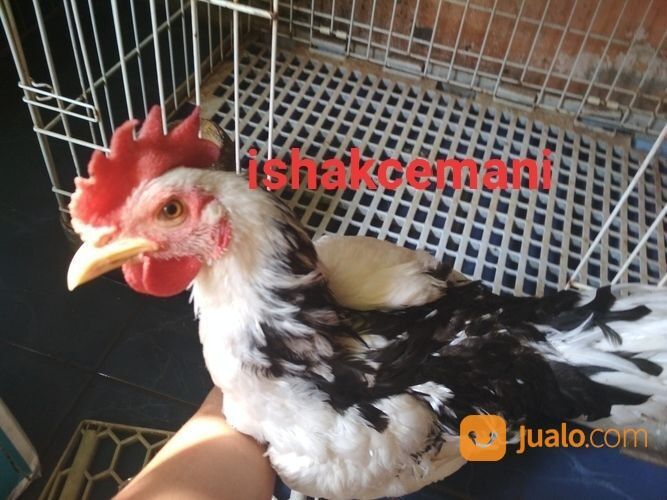 Ayam Tulak Jantan Mantap Istimewa Limited Edition