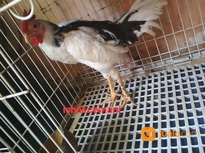 Ayam Tulak Jantan Mantap Istimewa Limited Edition