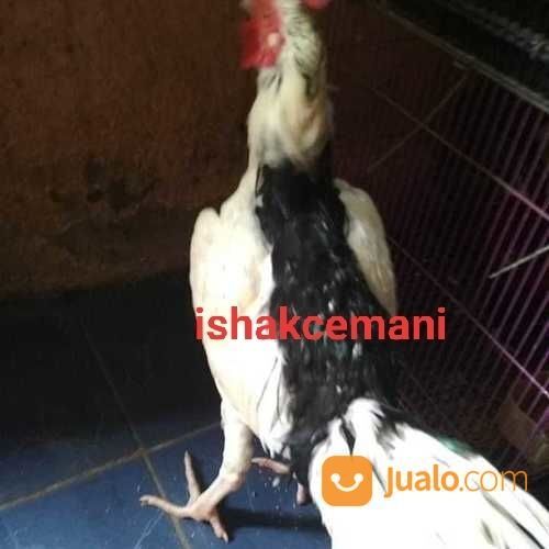 Ayam Tulak Jantan Dewasa Untuk Syarat & Cocok Untuk Koleksi